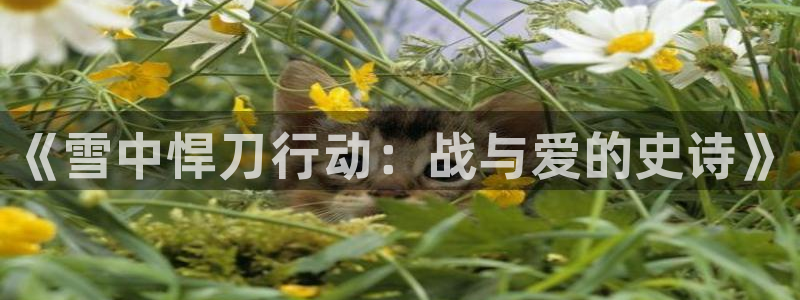 樱花动漫魔卡少女樱：《雪中悍刀行动：战与爱的史诗》